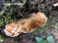 Stereum hirsutum-amf1783